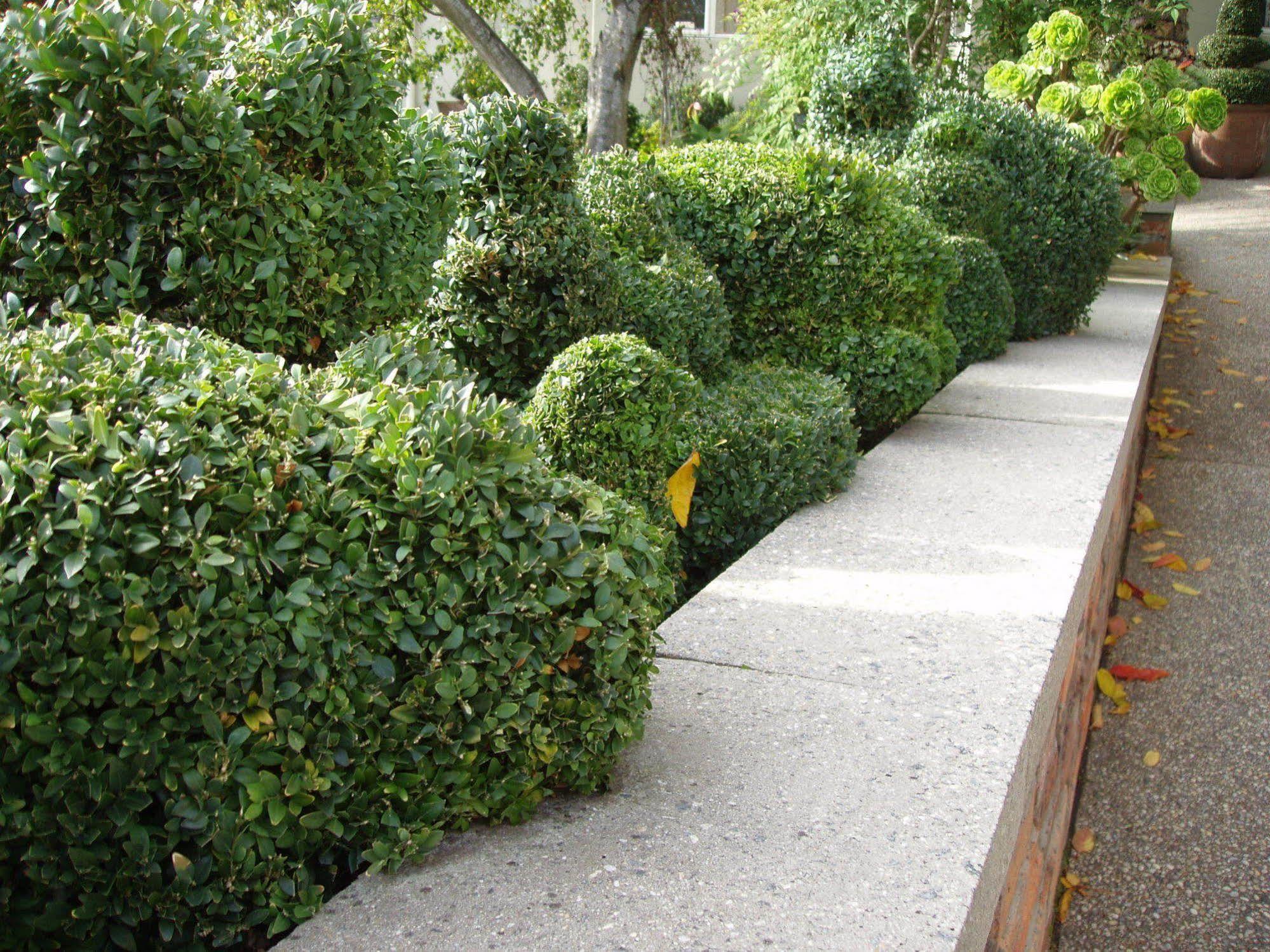 Topiary Haven Лонсестон Экстерьер фото